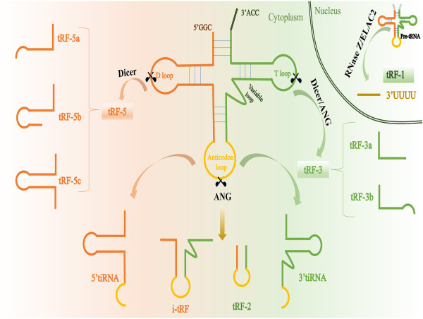  Hidden Regulators: Small Noncoding RNAs Redefine Cardiovascular Disease Mechanisms 