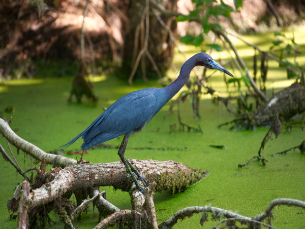 Common and Notable Bird Species Observed During Louisiana Swamp Tours