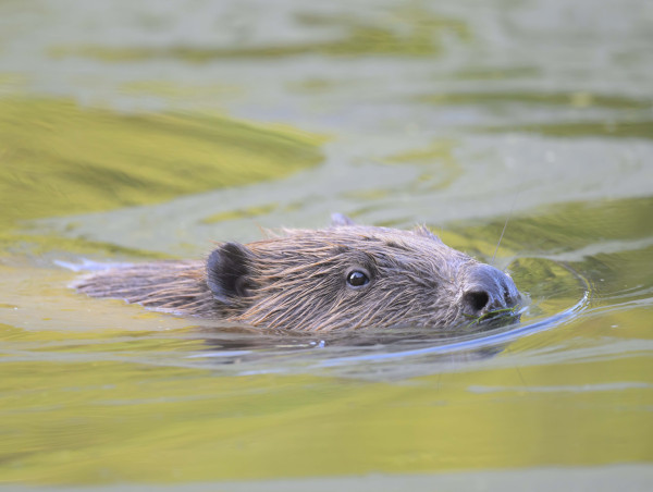 ‘Cowardly Stalling’ On Beavers By Naturescot Slammed By Famous Family Farm