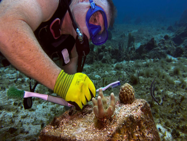  Stingray Villa Partners with Cozumel Coral Reef Restoration Program to Save Endangered Reefs 