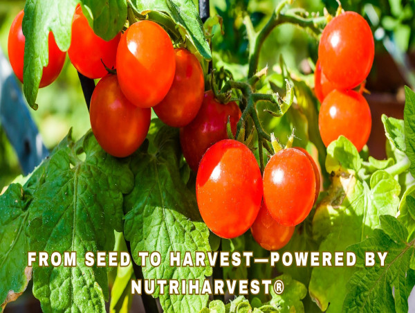  NutriHarvest® Unveils Organic Fertilizer That Boosts Yields up to 48% and Protects Waterways 
