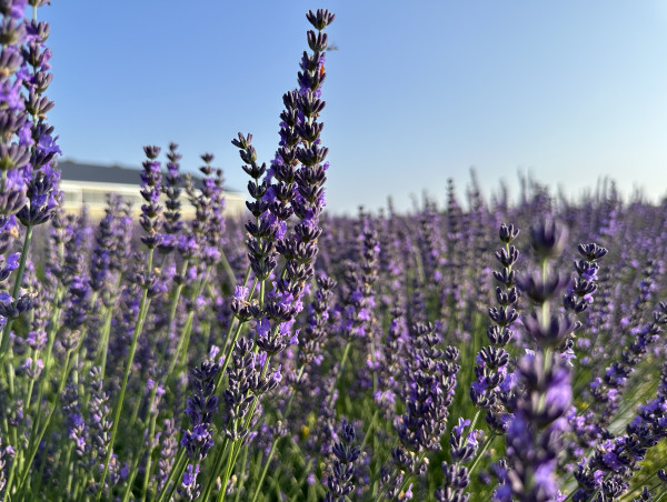 Hereward Farms Sets a Standard for Sustainability in Canadian Agriculture and Clean Beauty