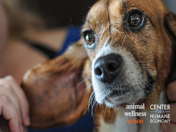After FDA’s Announcement to Phase Out Animal Testing, NIH Promises Similar Plan to Pursue Human-Relevant Research