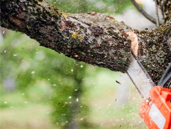  Understanding Tree Removal in Adelaide: When Professional Assessment Is Essential 