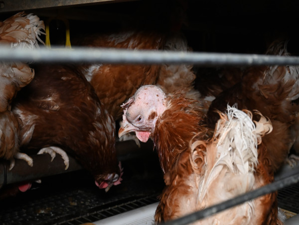  Iceland Drops Its Cage Free Commitment As Dame Joanna Lumley Launches Petition Urging Better Treatment Of Hens 
