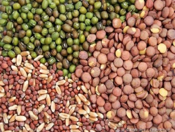 Vegetable Seed Market 2025 Is Booming Worldwide by 2032 | Enza Zaden BV, Bejo Zaden BV, Syngenta AG
