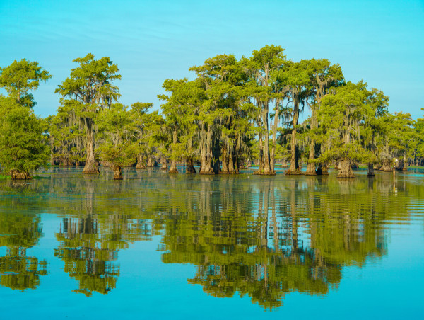 Louisiana Tour Company Highlights the Vital Role of Cypress Trees in Wetland Stability