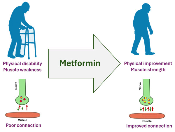 Metformin could treat health conditions of old people, particularly those with functional disability, study finds