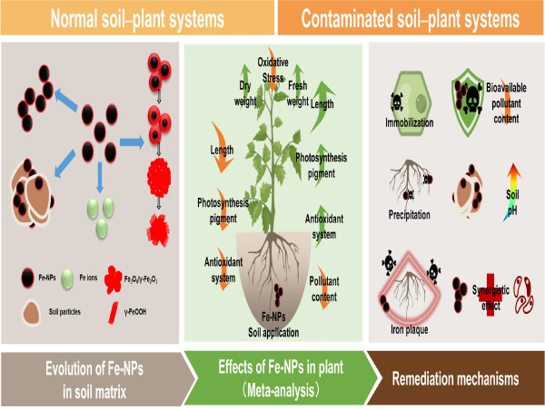 Iron-based nanoparticles in agriculture: promise, peril, or paradox?