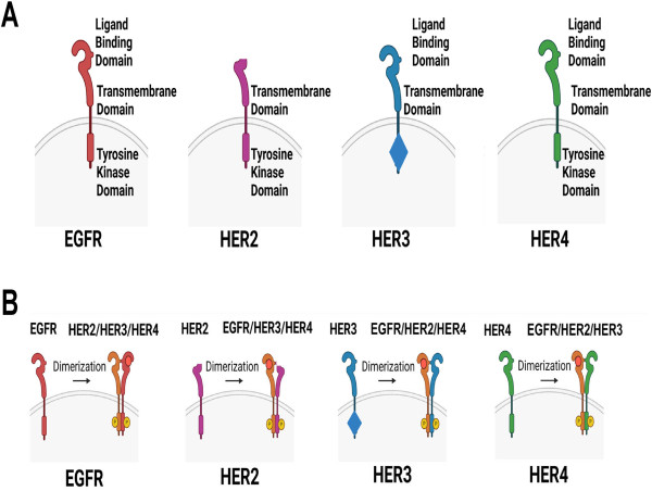 HER3 Re-Emerges as a Pivotal Target in the Fight Against Cancer
