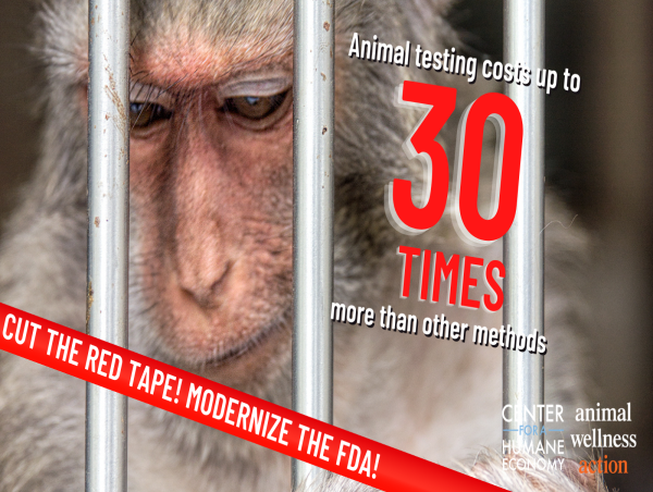 Animal Wellness Groups Urge NIH to Defund Primate Research Centers and Redirect Billions in Savings to Better Science