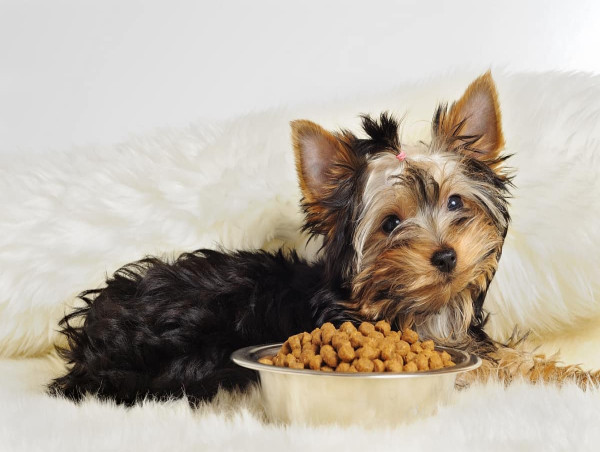 Small Breed Dog Food Market to Reach USD 63.2 Million by 2035 Amid Rising Demand for Specialized Nutrition | FMI