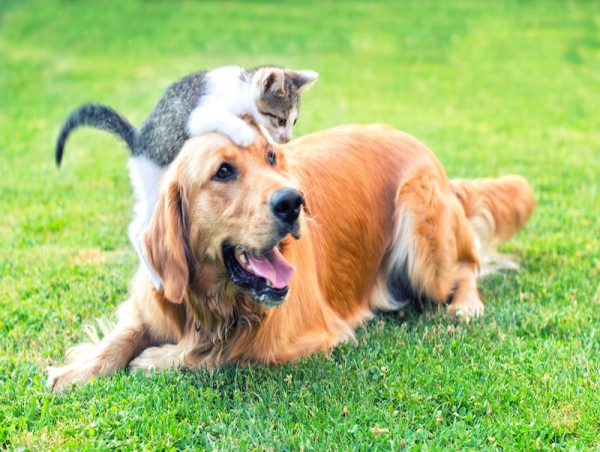 New Study Reveals Huge Environmental Cost of Feeding Pets Meat