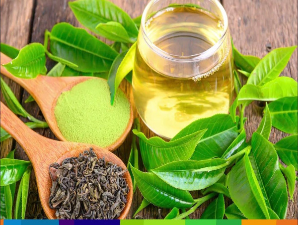 Green Tea Extracts Market to Surpass USD 6.5 Billion by 2035 Amid Rising Demand for Natural Wellness Products: FMI