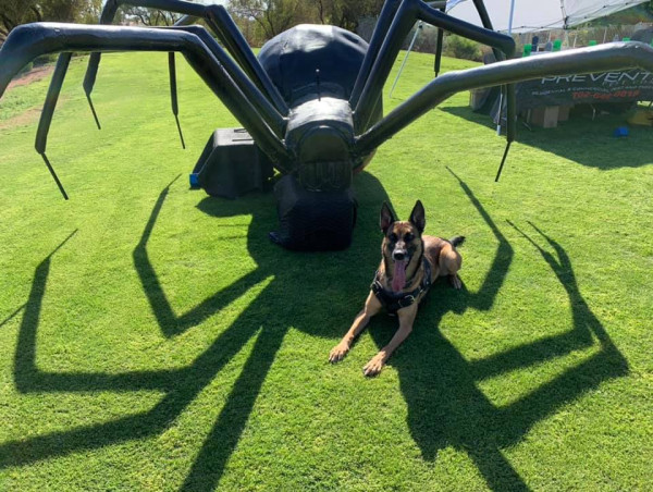 Preventive Pest Control’s K9 Teams Lead the Charge in Bed Bug Detection Across Las Vegas