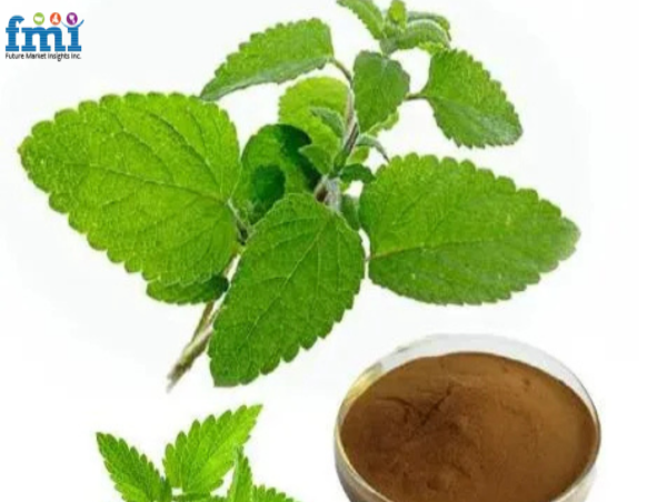 Lemon Balm Extract Market to Surpass USD 3 Billion by 2035, Driven by Rising Demand for Natural Wellness Products | FMI