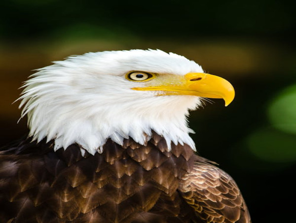 Animal Wellness Action Calls for End to Federal Government Support for Tribal Animal Sacrifice