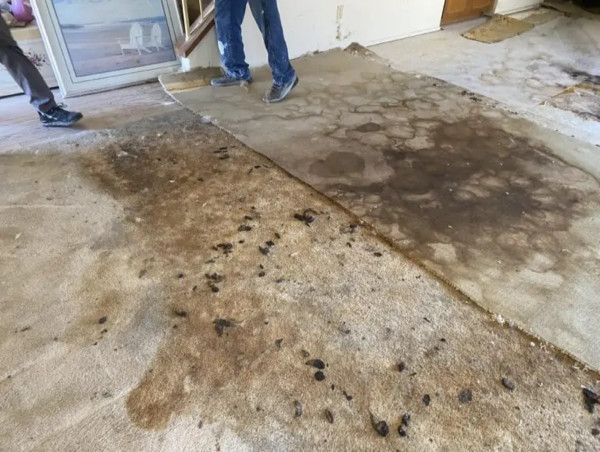  Permanent Pet Odor Removal Solution Launches for Residential Homes 