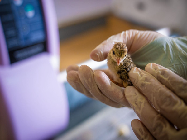 Saudi Arabia Advances Native Bird Conservation with Milestone in Partridge Breeding Program