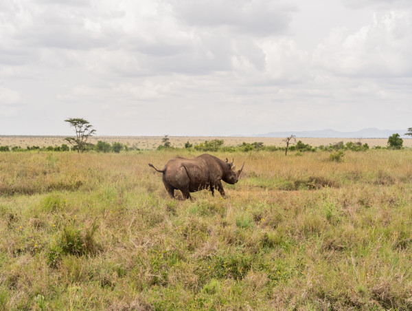 Kenya Wildlife Service and the Zeitz Foundation Initiate Historic Rhino Translocation to Segera Conservancy