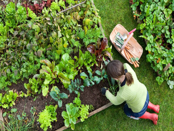 New Exmark Video Takes the Guesswork Out of Watering Plants