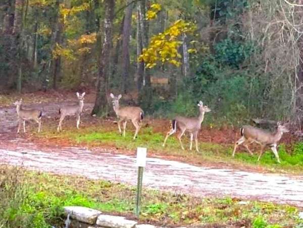 The Roadkill Art App Helps Avoid Vehicle Deer Collisions as Roadkill Increases in June due to Doe Movement