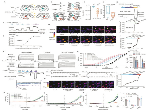 Engineered ion channel offers precise, non-invasive control of brain activity
