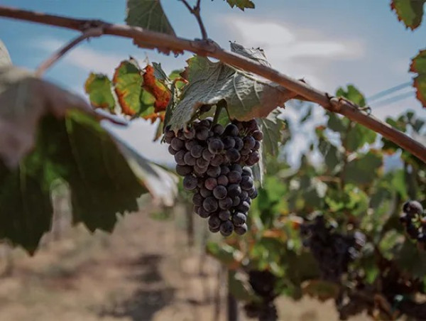Viñadas 2025: El evento enológico en el corazón de Valle de Guadalupe