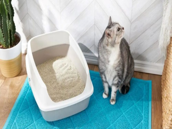 Cat Litter Market Set to Experience Robust Growth with Rising Demand for Eco-Friendly and Premium Products | FMI