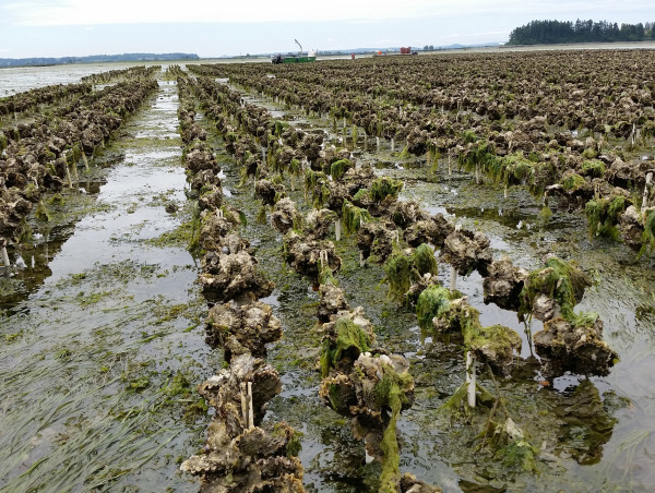 Oyster Farming Market SWOT Analysis by Leading Expert: Huitres Favier Earl, Chatham Shellfish, HuîtresHélie