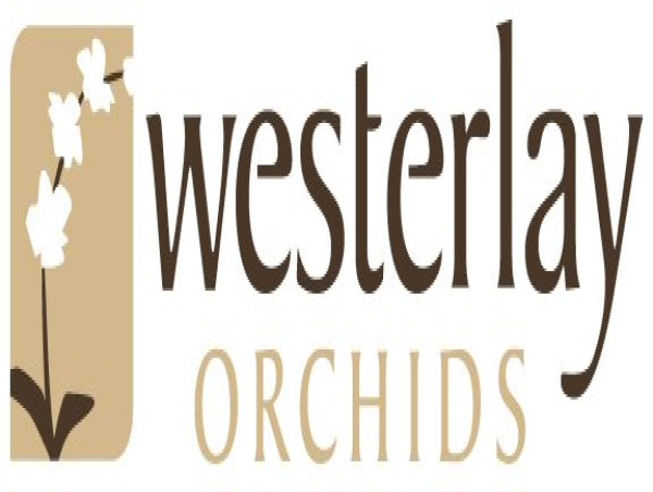  Celebrate California Grown Flowers Month: Discover the Beauty and Sustainability of Westerlay Orchids 