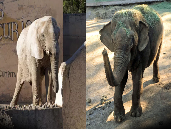 Trunks & Treasures Auction Returns June 13 to Help the Last Two Elephants in Argentina Reach Sanctuary