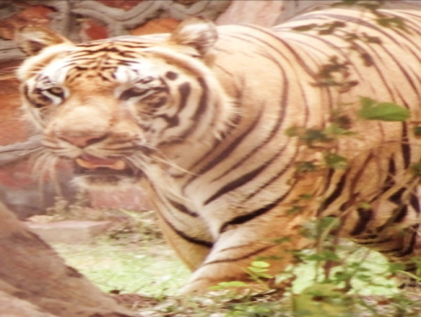  Responsible Human Behaviour Needed to Protect Animals, says World Animal Protection on World Environment Day 