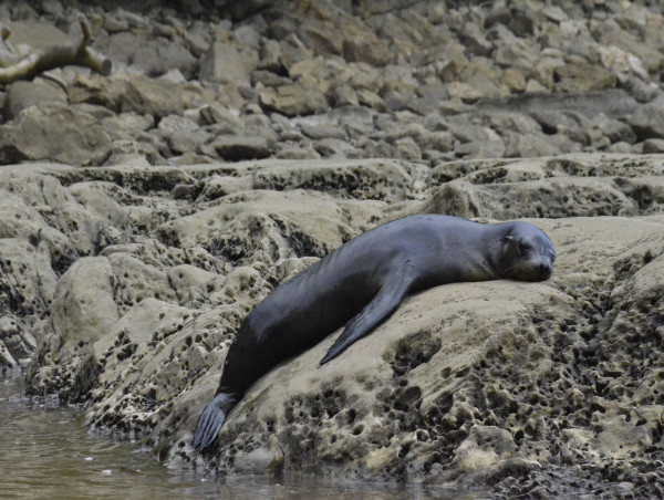 First Sea Lion Rescue Marks World Oceans Day For International Animal Rescue, Costa Rica 