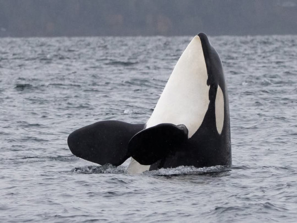 Appellant in One Seattle Plan FEIS Appeal Says Dismissal Paves Over Orca Recovery Efforts