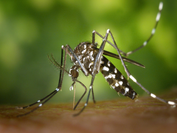  Record Mosquito Activity and West Nile Virus Cases Surge in Las Vegas 