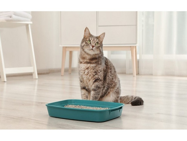  Cat Litter Boxes Market to Reach USD 5.6 Billion by 2035, Driven by Sustainability Trends and Growing Pet Adoption | FMI 