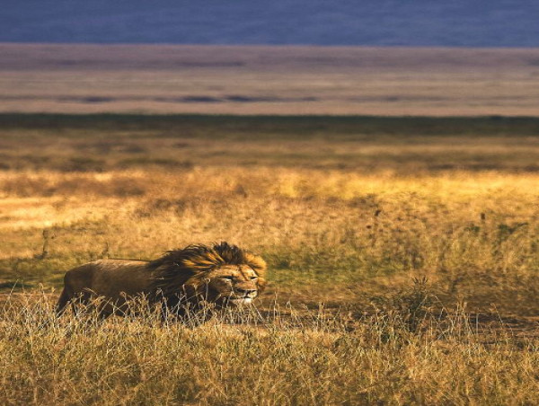  Kiwoito Introduces Tailored Tanzania Safari Packages for Global Travelers 