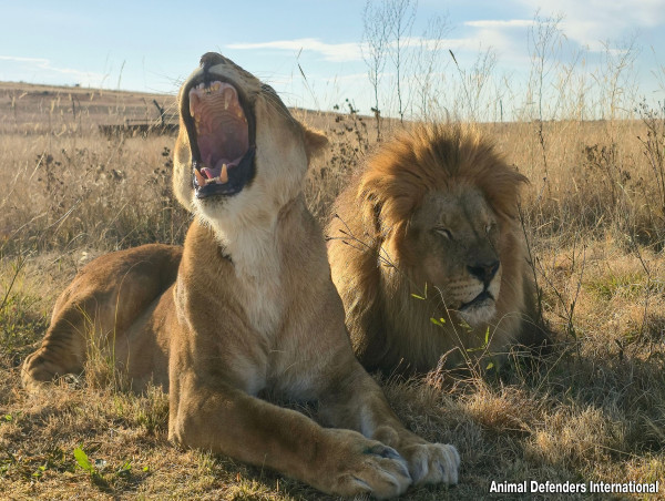  Rescued Circus Lions’ New Life in South Africa 