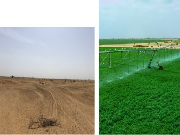  From Challenge to Opportunity: African Food Security’s Somaliland Initiative Reimagines Regional Agriculture 