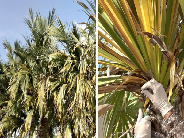  NaturePest Now Offers Advanced Palm Tree Injection Services Across South Florida 