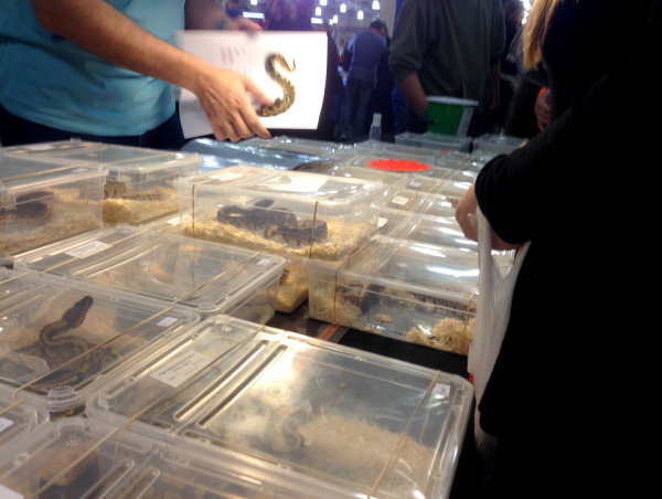  Garden Centre Digs Itself Into A Hole Over Reptile Market 