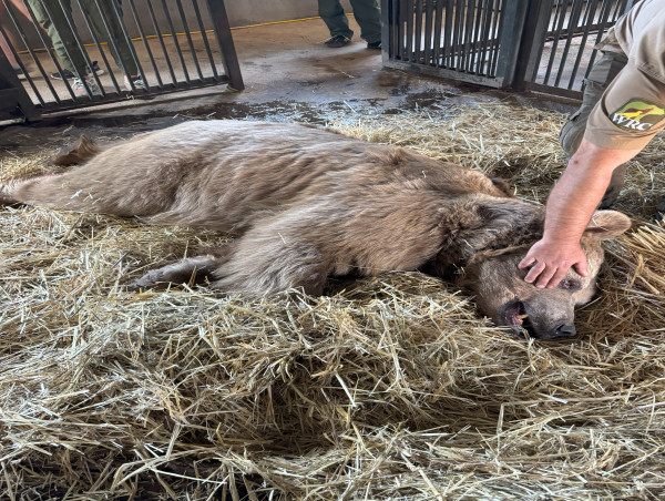  Intensive Dental Surgery Relieves Rescued Armenian Bears From Toothache And Torment 