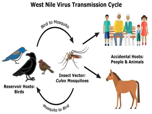  West Nile Virus Market to Hit USD 1,279.9 Million by 2032, Expanding at 8.1% CAGR 