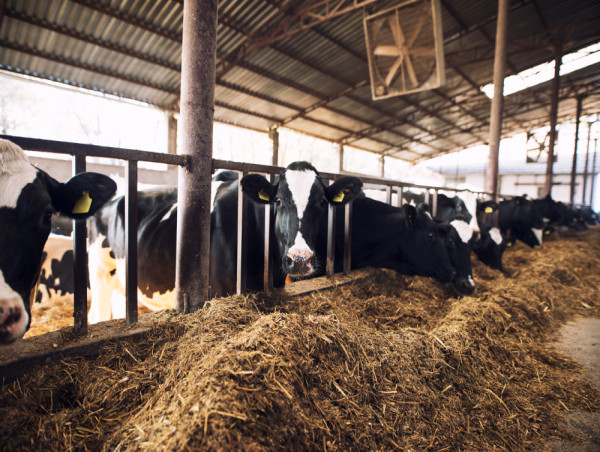  Vietnam Cattle Feed Market Size is Projected To Exhibit Growth Rate 2.05% CAGR During 2025-2033 