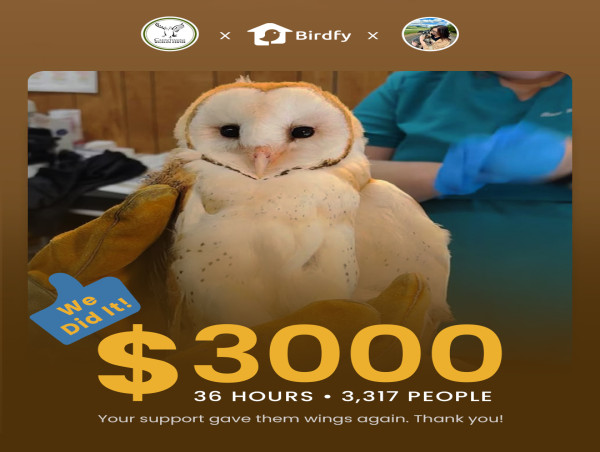  Birdfy and 'The Instagram Barn Owl' Rescue Collaboration Captures Hearts and Surpasses Fundraising Goals 