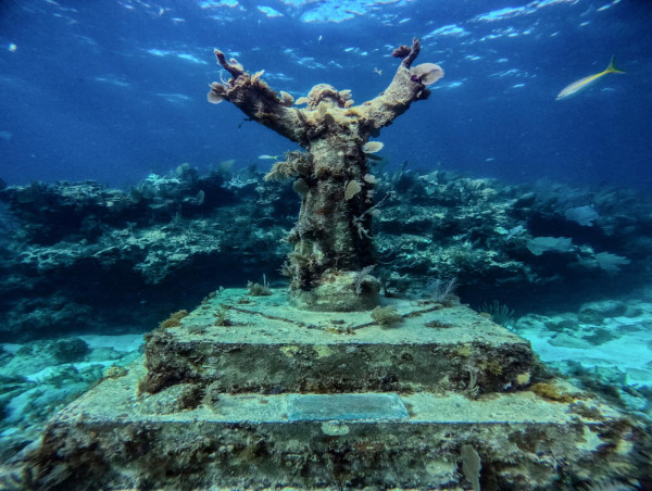  Silent World Dive Center Unveils Unforgettable Snorkeling Adventures at Christ of the Abyss in Key Largo 