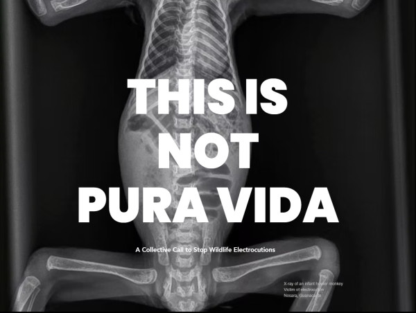 Costa Rica's Shocking Fatal Wildlife Electrocution Crisis Charities Unite To Urge Immediate Action 
