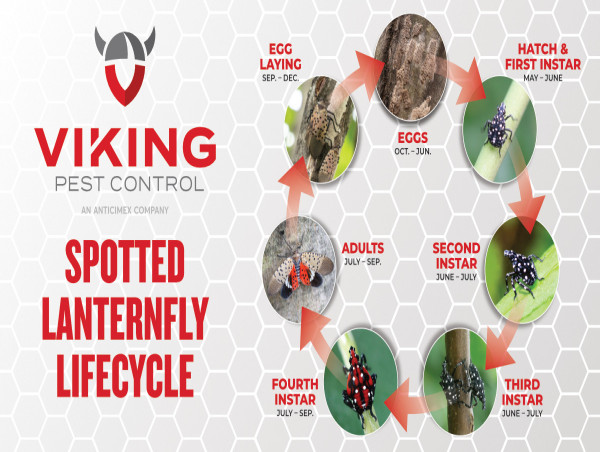 Viking Pest Control Reports Twice as Many Spotted Lanternfly Calls to date in from 2024 to 2025 