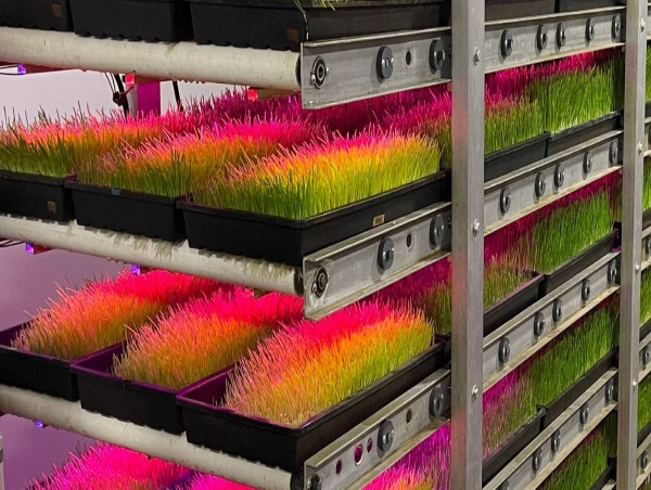  Sprouting Gear Introduces Scalable Indoor Farming Tech for Cattle Feed 